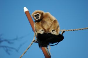 Monkey with GTD Monkey with GTD